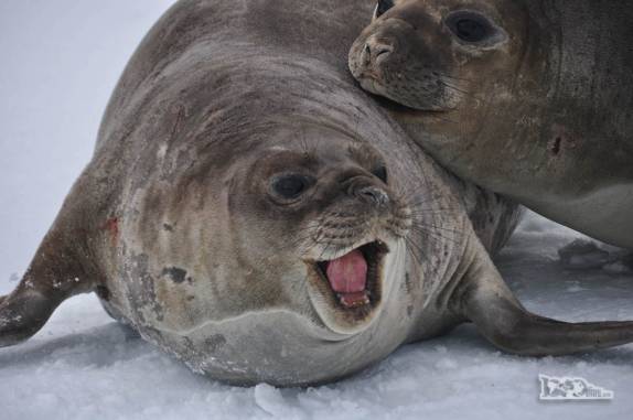 Filhotes de elefantes marinhos brincam de brigar em Turret Point, em King George Island, na Antártida